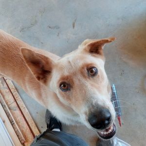 Meet your Posher, Scottie